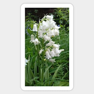 White bluebells Sticker